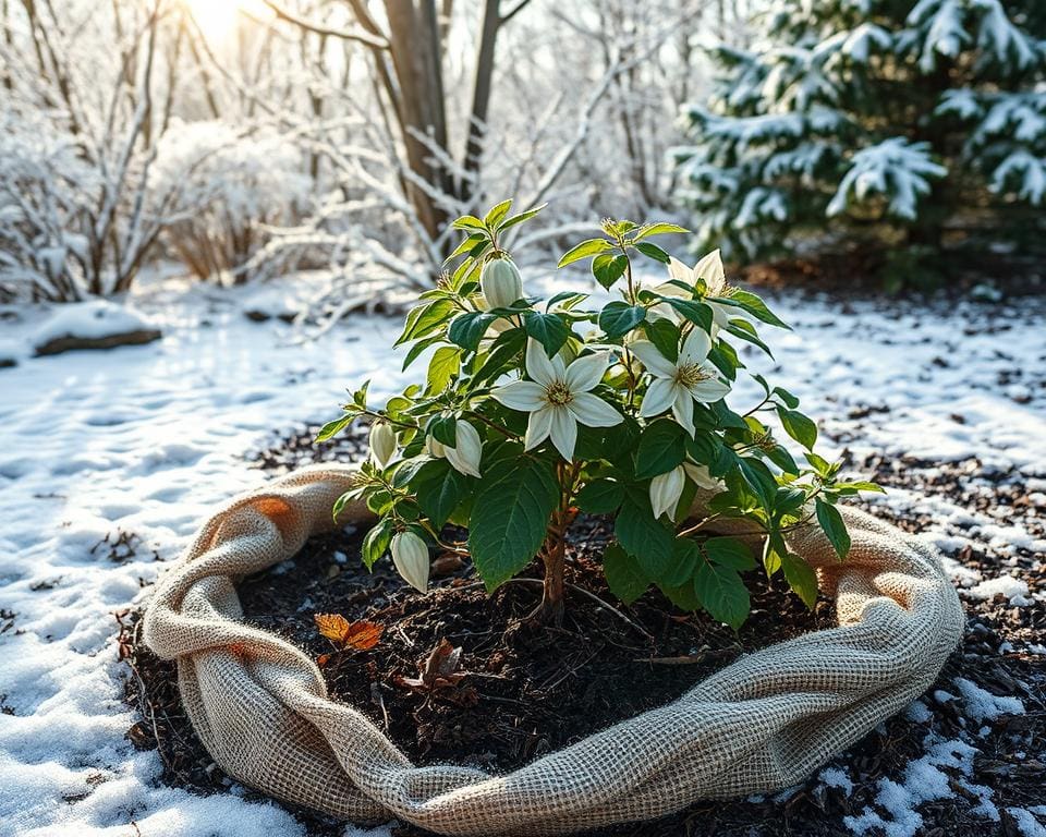 Hoe bescherm je een clematis tegen vorst?
