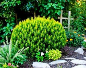 Hoe bescherm je je buxus tegen plagen?