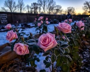 Hoe bescherm je rozen tegen nachtvorst?