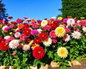 Hoe creëer je een border met dahlia’s?