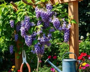 Hoe verzorg je de blauwe regen als klimplant?