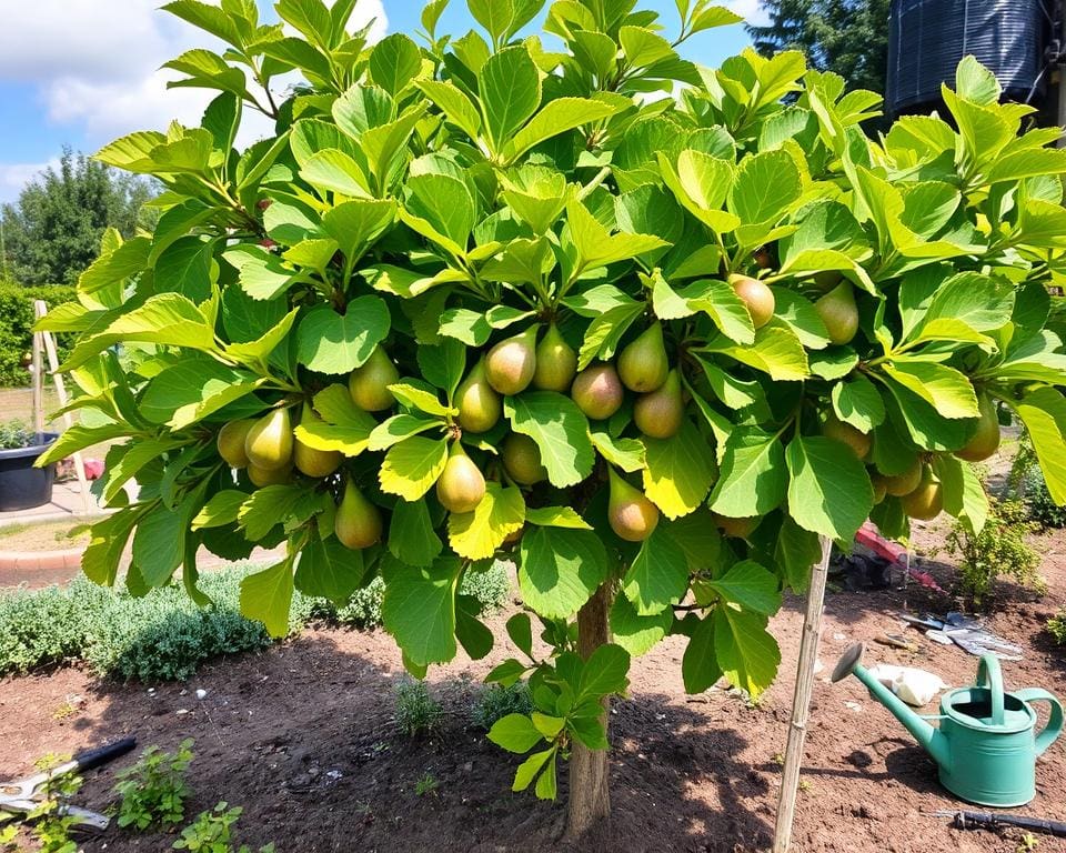 Hoe verzorg je de vijgenboom in Nederland?