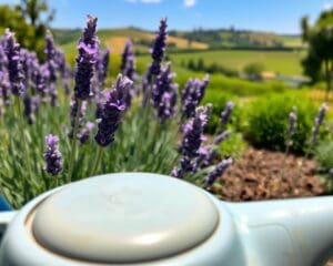 Hoeveel water heeft de lavendel nodig?