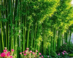Is de Chinese bamboe geschikt voor heggen?