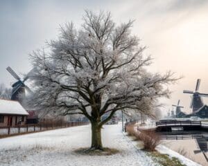 Is de vijgenboom winterhard in Nederland?
