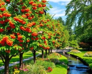 Waarom kiezen voor de lijsterbes in de tuin?