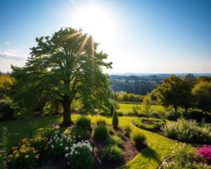 Waarom kiezen voor de populier in de tuin?