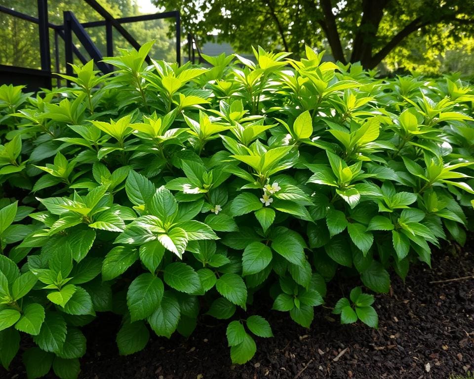 Wat maakt de viburnum geschikt voor schaduw?