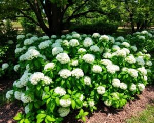 Wat maakt de viburnum geschikt voor schaduw?