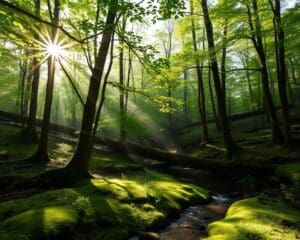 Forest bathing: rust vinden in de natuur
