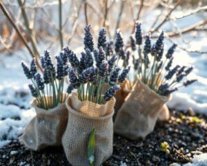 Hoe bescherm je je lavendel tegen kou?