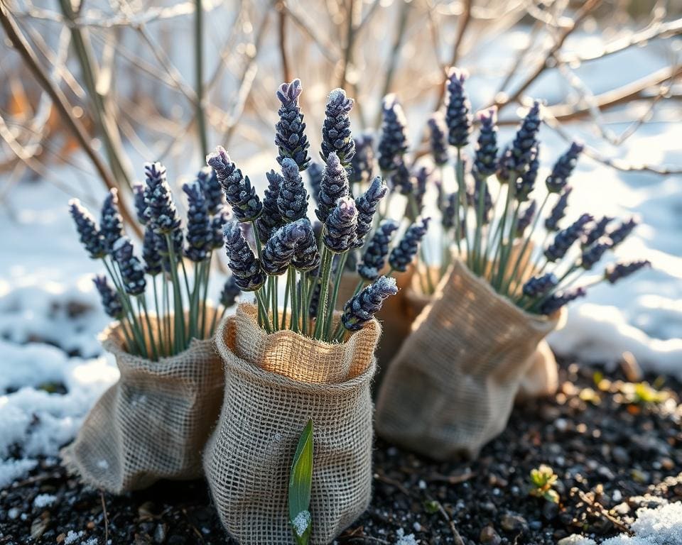 Hoe bescherm je je lavendel tegen kou?