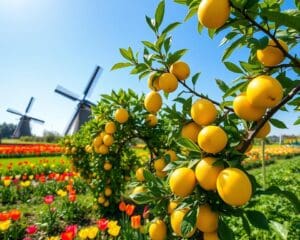 Kun je citroenbomen in Nederland kweken?