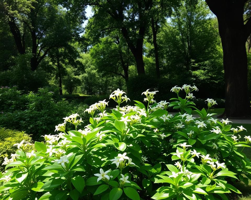 Kun je jasmijn kweken in een schaduwrijke tuin?
