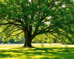 Waarom kiezen voor de es als schaduwbieder?