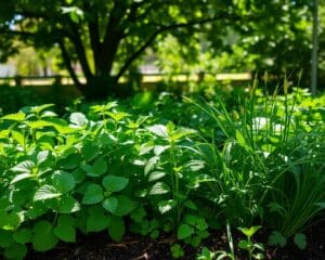 Welke kruiden zijn geschikt voor een schaduwplek?