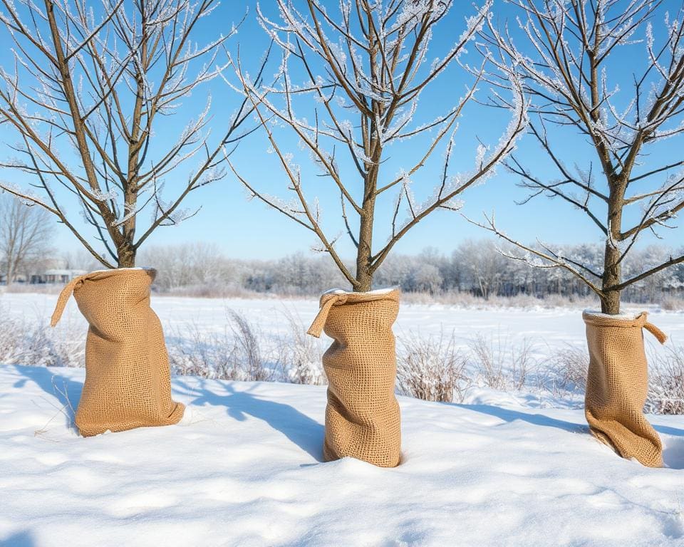 Hoe bescherm je jonge bomen tegen vorst?