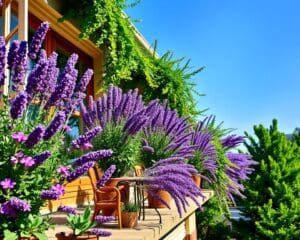 Is de lavendel geschikt voor een balkon?