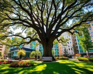 Is een eik geschikt voor een stadstuin?