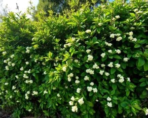 Is een meidoorn geschikt voor een haag?