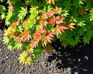 Kan een esdoorn in kleigrond groeien?