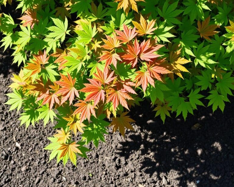 Kan een esdoorn in kleigrond groeien?