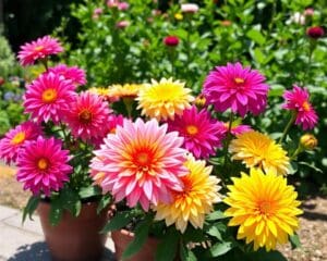 Kun je dahlia’s in potten planten?