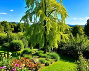 Waarom kiezen voor een populier in de tuin?