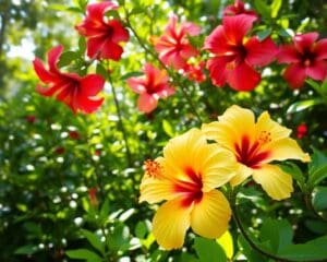 Wat maakt de hibiscus zo uniek in de tuin?