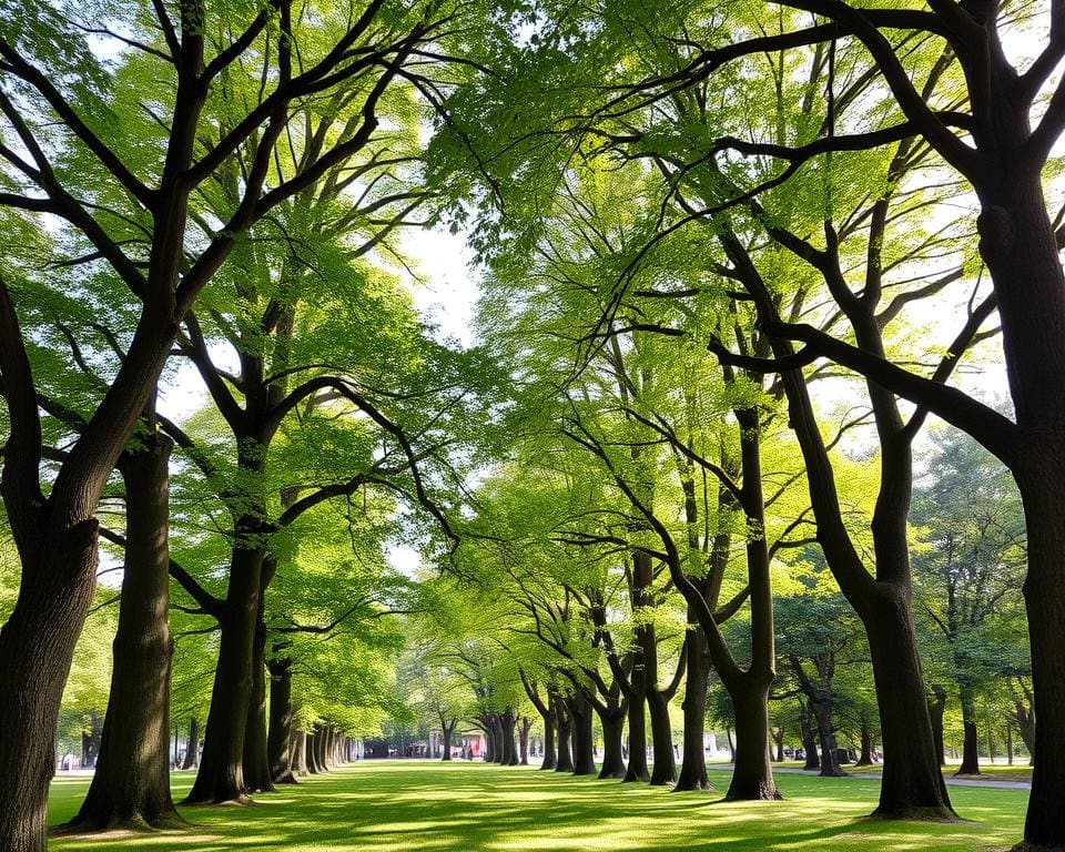 Welke bomen groeien snel en bieden schaduw?