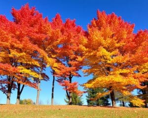 Welke bomen hebben een mooie herfstkleur?