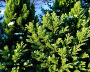 Welke struiken blijven groen in de winter?
