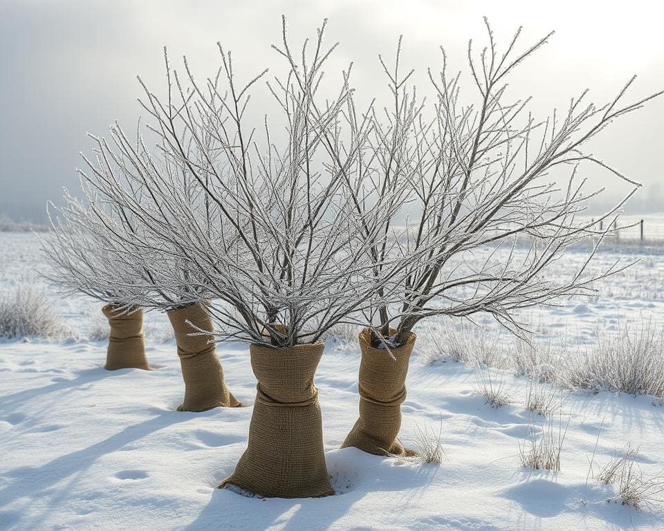 hoe bescherm je jonge bomen tegen vorst?