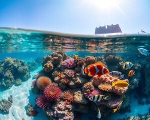 Hoe plan je de perfecte duikvakantie in Marsa Alam?
