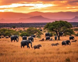 Waarom kiezen reizigers voor een safari in Zuid-Afrika?