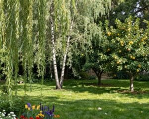 schaduwbomen voor kleine tuin