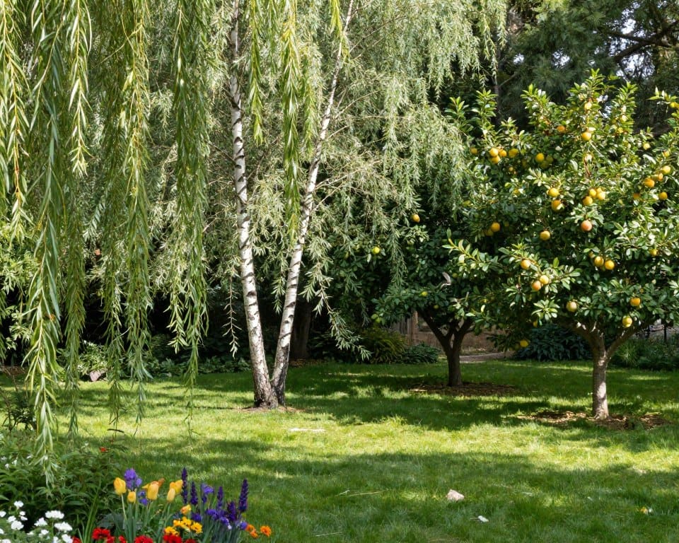 schaduwbomen voor kleine tuin